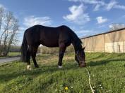 Magnifique hongre TF