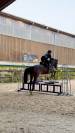 Jument 4 ans Nero's Clindine B.B