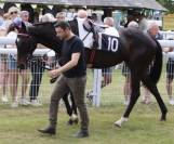 Jument pur sang de 8 ans 