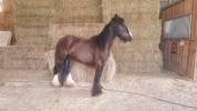 OUPS DU MEL &ndash;Jeune Irish Cob d&rsquo;exception au c&oelig;ur tendre