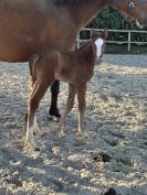 Pouliche 2026 &ndash; Origines sport de haut niveau