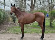 Pur sang - stone eye ! 