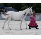 jument &/&eacute; sang Arabe