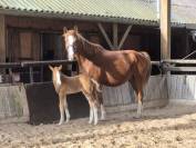 poulain selle francais 