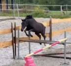 &Agrave; vendre direct &eacute;leveur Hongre SF 4 ans 