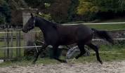 &Agrave; vendre direct &eacute;leveur Hongre SF 4 ans 