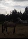 Pur-sang arabe 3 ans a vendre