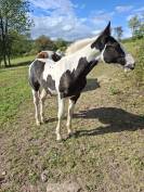 Poulain pie tobiano noir &oelig;il bleu. Pour loisir
