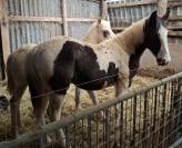 Poulain pie tobiano noir &oelig;il bleu. Pour loisir