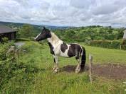 Poulain pie tobiano noir &oelig;il bleu. Pour loisir