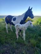 Poulain tovero noir 2025 &ndash; cheval de loisir &ndash;