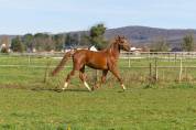 Cheval anglo arabe 3 ans