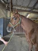 Joker du cayrou - Entier arabe alezan environ 1,55m