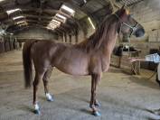 Joker du cayrou - Entier arabe alezan environ 1,55m