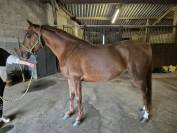 Joker du cayrou - Entier arabe alezan environ 1,55m