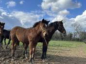 Pouliche origine CSO 