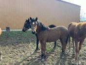 Pouliche origine CSO 