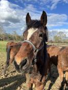 Hongre 2024 pour Cso