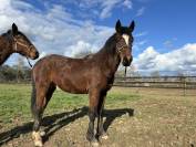 Hongre 2024 pour Cso