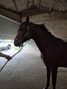 Emisko du cayrou  - Entier M&acirc;le bai 1,56m arabe