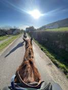 Cheval de randonn&eacute;e 