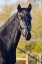 Jument - KWPN - 4 ans - Dressage - France