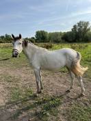 Poulain PFS 2023 &ndash; Nirvana de Lamour &ndash; Origines sport c