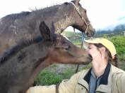 selle fran&ccedil;ais 3 ans