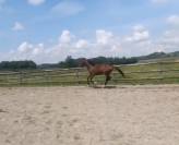 selle fran&ccedil;ais 3 ans