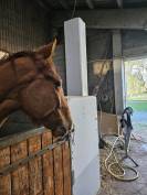 Jeune cheval 4ans a echanger