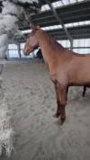 Jeune cheval 4ans a echanger