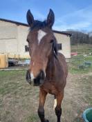 SF 1 an par Cooper van de heffinck