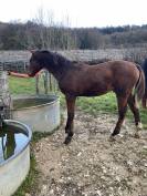 SF 1 an par Cooper van de heffinck