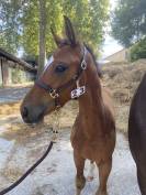 SF 1 an par Cooper van de heffinck