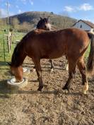 SF 1 an par Cooper van de heffinck