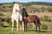 Pouliche PRE noire Prl &agrave; vendre