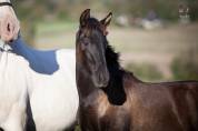 Pouliche PRE noire Prl &agrave; vendre