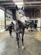 A vendre : Flicka, ONC type aqps, 6 ans en mai