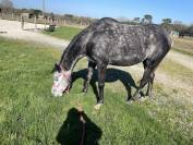 A vendre : Flicka, ONC type aqps, 6 ans en mai