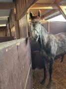 A vendre : Flicka, ONC type aqps, 6 ans en mai