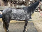 A vendre : Flicka, ONC type aqps, 6 ans en mai