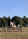 Poney Fran&ccedil;ais de Selle &agrave; vendre