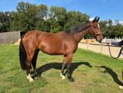 Jument de 4 ans, belles allures, id&eacute;ale amateur