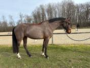 Jument de 4 ans, belles allures, id&eacute;ale amateur