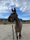 Jument de 4 ans, belles allures, id&eacute;ale amateur