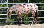 LEGENDARY SILVER BLADE - M&acirc;le Appaloosa ApHC