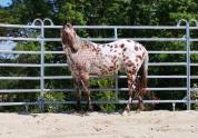 LEGENDARY SILVER BLADE - M&acirc;le Appaloosa ApHC