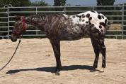 LEGENDARY SILVER BLADE - M&acirc;le Appaloosa ApHC