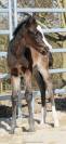 Pouliche Appaloosa ApHC 