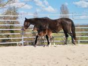 Pouliche Appaloosa ApHC 